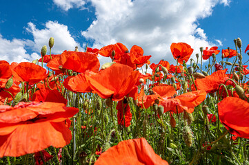 Mohn in der Blüte im Sommer