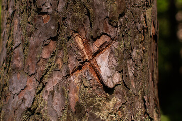 carved cross on a pine in the forest