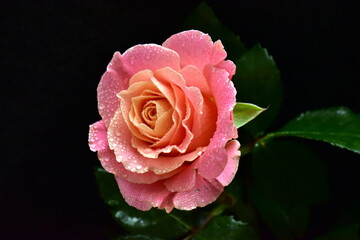 pink rose with water drops