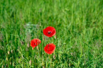 Red poppy flowers among grass with dew in a meadow at sunrise