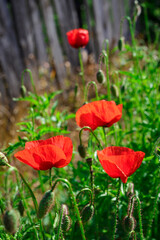 Obraz premium Czerwone kwiaty maku wśród trawy na tle drewnianego ogrodzenia
