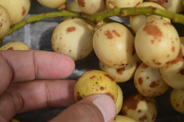 Tropical Fruit. Langsat
