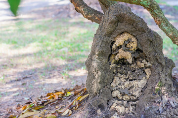 The termite nest that has been destroyed shows the structure of the termite nest inside.