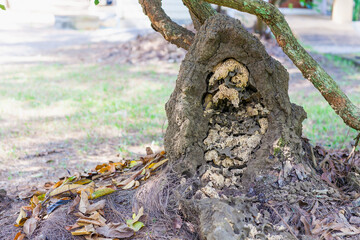 The termite nest that has been destroyed shows the structure of the termite nest inside.