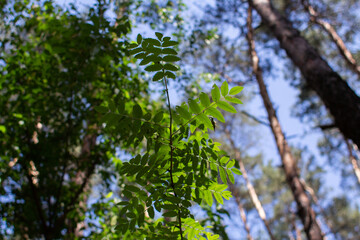green leaves grow in a forest on a branch