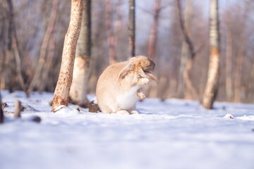 Fototapeta premium Wild rabbit in Iceland