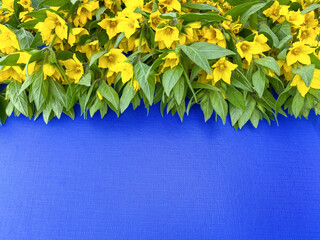 Bright yellow wildflowers on a blue surface. Free space.
