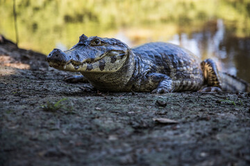 alligator swimming in river