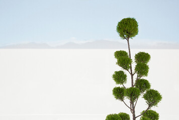 Tree with white sand desert in background