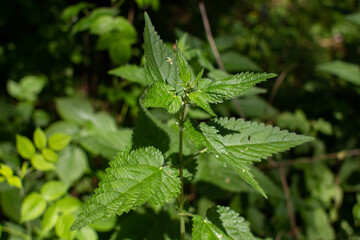 nettle grows in forest in summer
