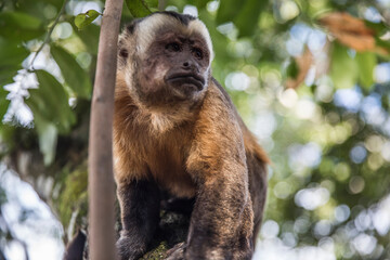 monkey on a tree
