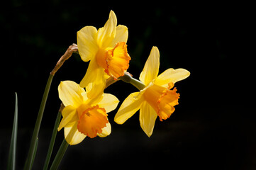 Obraz na płótnie Canvas Daffodils.