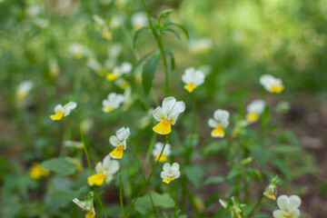 small field violets grow in the forest