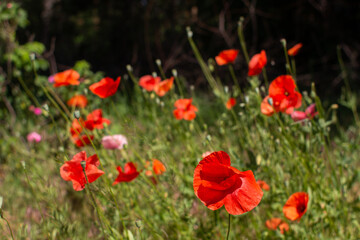 red poppy flowers grow in the forest