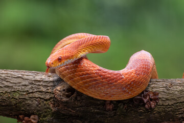 Red corn snake in tree branch