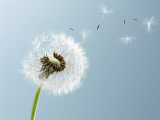 Close up of seeds blowing from dandelion on blue background