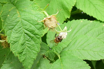 how bees pollinate a raspberry Bush