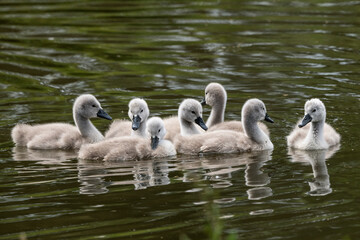 Obraz premium Cignets