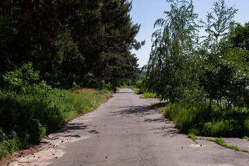 asphalt road in the summer forest