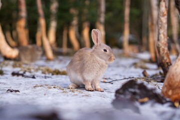 Obraz premium wild rabbit in Iceland