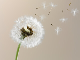 Close up of seeds blowing from dandelion on beige background