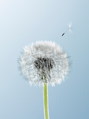 Close up of seed blowing from dandelion on blue background