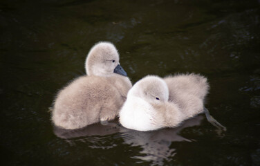Cygnet
