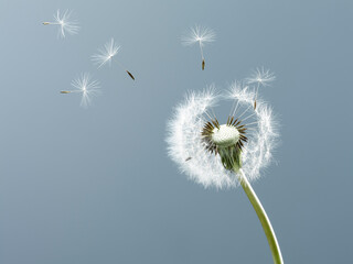 Close up of seeds blowing from dandelion on blue background