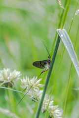 Big mayfly sitting on a dewy blade of grass
