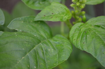 Close-up of young spinach leaves