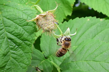 how bees pollinate a raspberry Bush