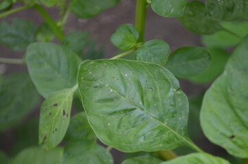 Close-up of young spinach leaves