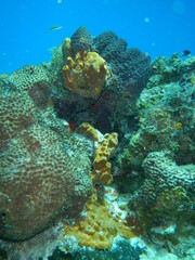 Fototapeta na wymiar arrecife de coral
