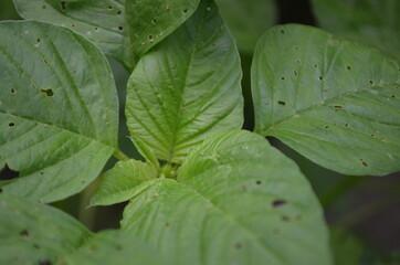 Close-up of young spinach leaves