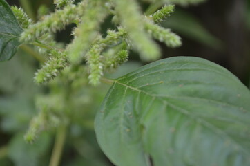 Close-up of young spinach leaves