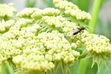 fly on a plant in the home garden