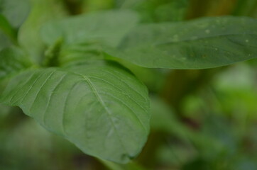 Close-up of young spinach leaves