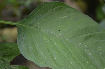 Close-up of young spinach leaves
