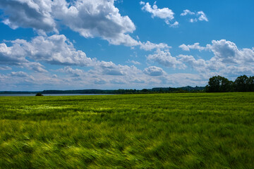 Field of green wheat under blue sky and clouds