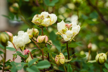 huge white rosehip flowers on green branches