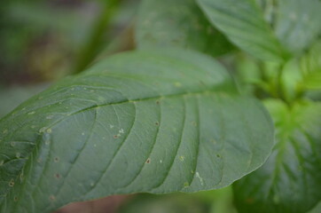 Close-up of young spinach leaves