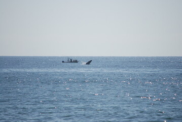 Whale watching on a boat