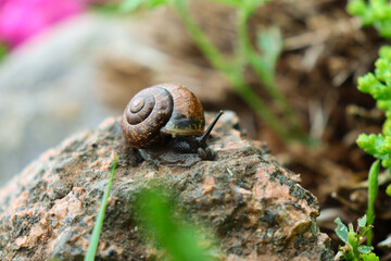 
snail