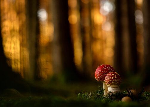 Close-up of two fly agarics (Amanita muscaria) growing in forest