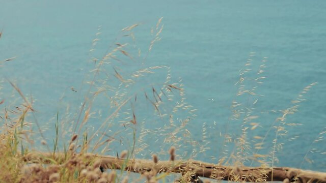 Spighe di grano e mare nello sfondo
