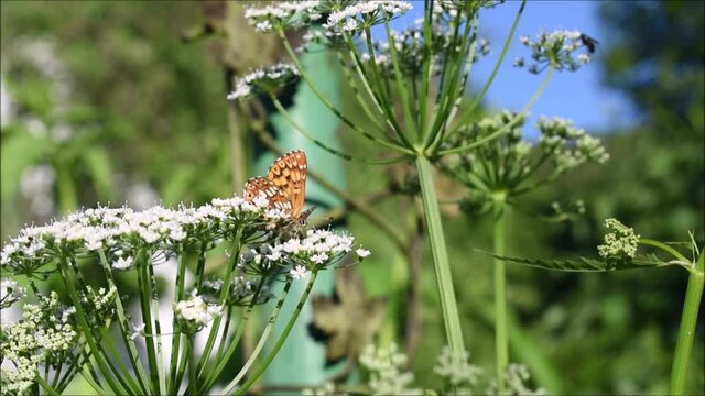 Scheckenfalter, Melitaea, Schmetterling auf Doldenbl&uuml;tler, Falter, braun und gelb
