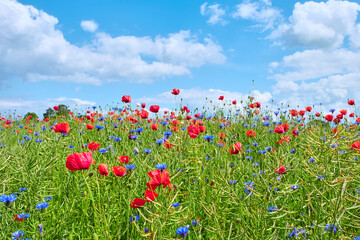 Field with poppies and cornflowers on a summer sunny day