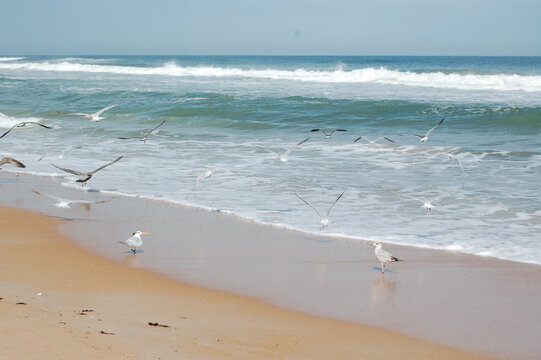 Seagulls flying on the shore of the beach