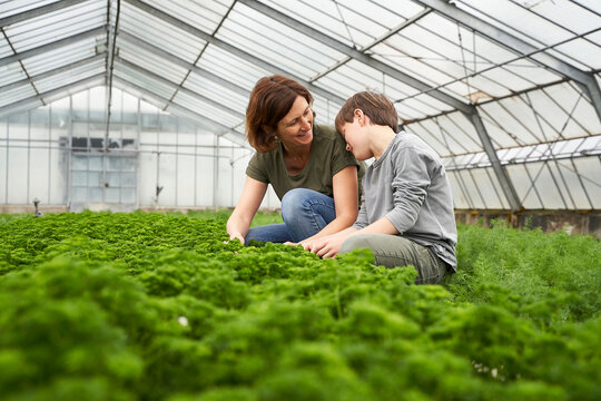 Mother and son crouching in greenhouse, cultivating herbs