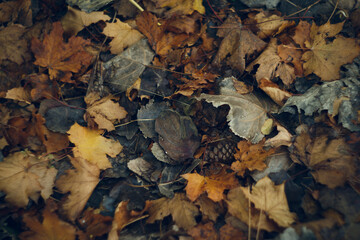 Autumn background on a ground from coloured maple leaves and with pinecone.Selected focus.